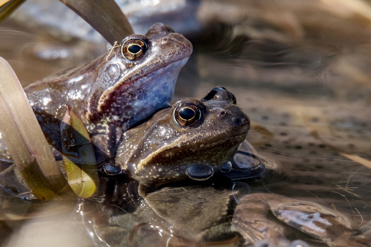 D50_3113_Froschhuckepack IA_4_2018.jpg