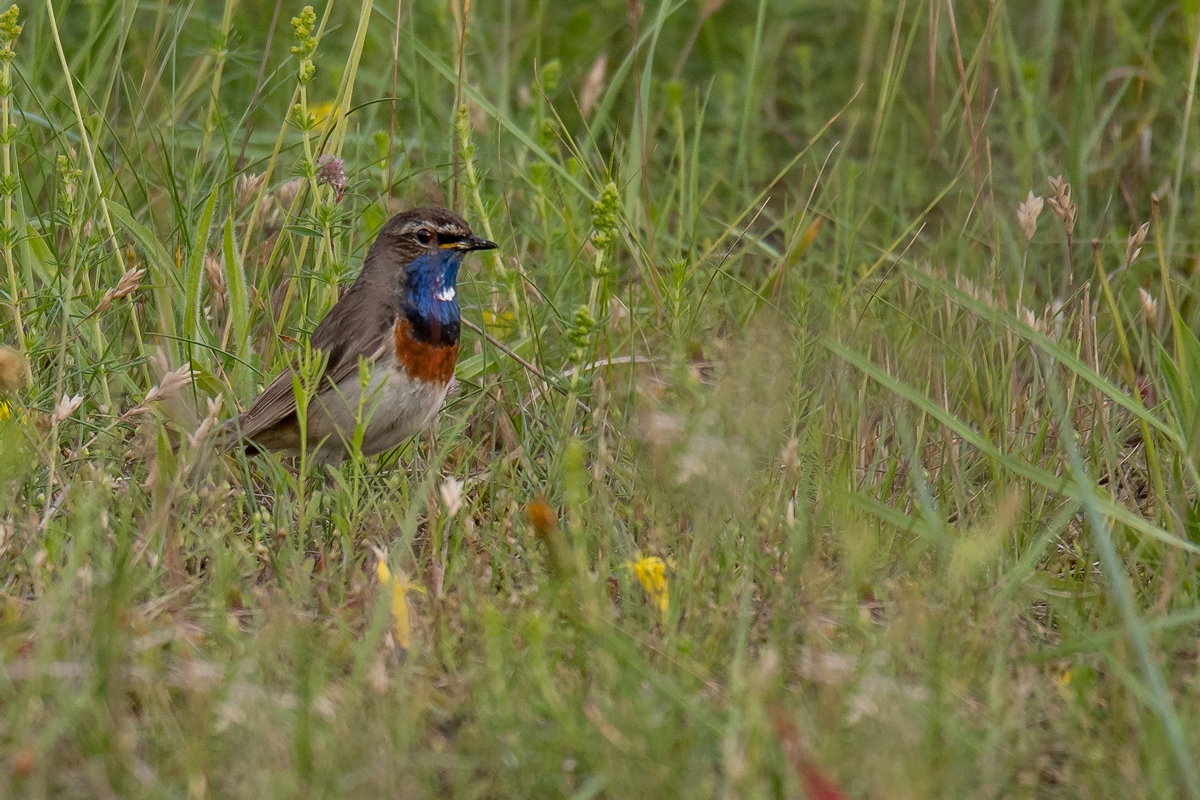 D50_3226_Blaukehlchen im Dschungel IA_6_2019.jpg