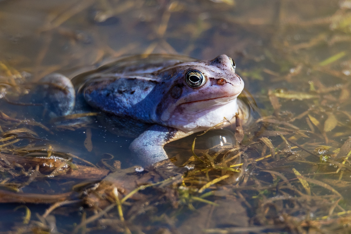 D50_3227_blau gefärbtes MoorfroschmännchenIA_4_2018.jpg