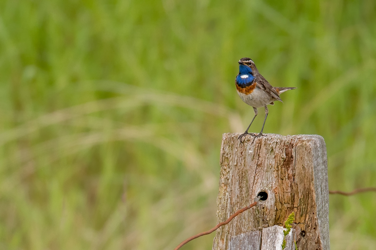 D50_3234_Blaukehlchen auf Ausguck IA_6_2019.jpg