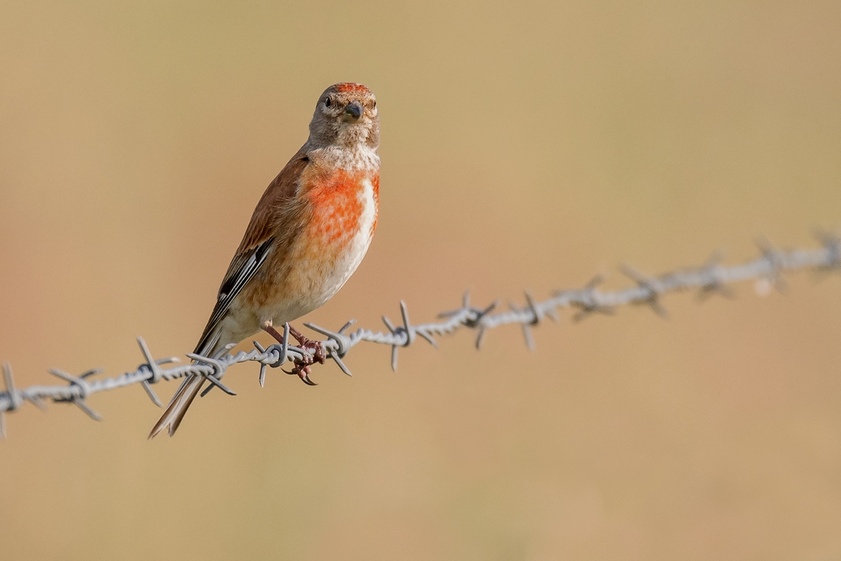 D50_3301_Bluthänfling auf Stachelzaun IA_6-2019.jpg