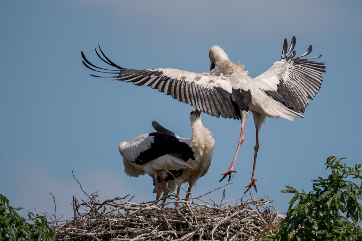 D50_3625_ein Altvogel kommt an IA_6_2019.jpg