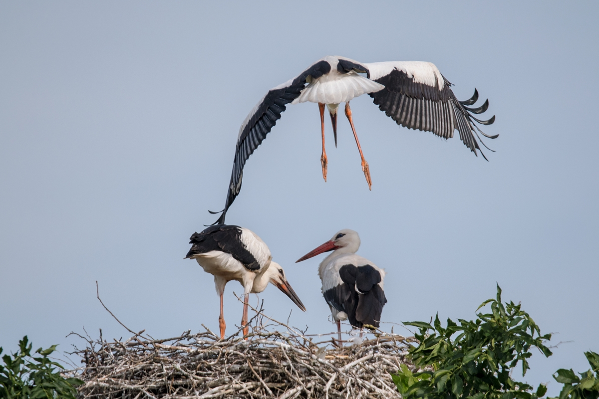 D50_3839_Flugverwuch unter Mamas Aufsicht_IA_6_2019.jpg