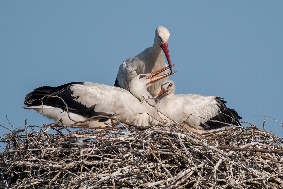D50_3920_Familie Storch IA_6_2019.jpg