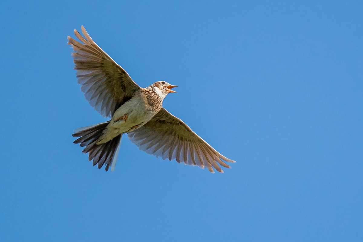 D50_4182_FeldlercheIA_Katinger Watt_6_2019.jpg
