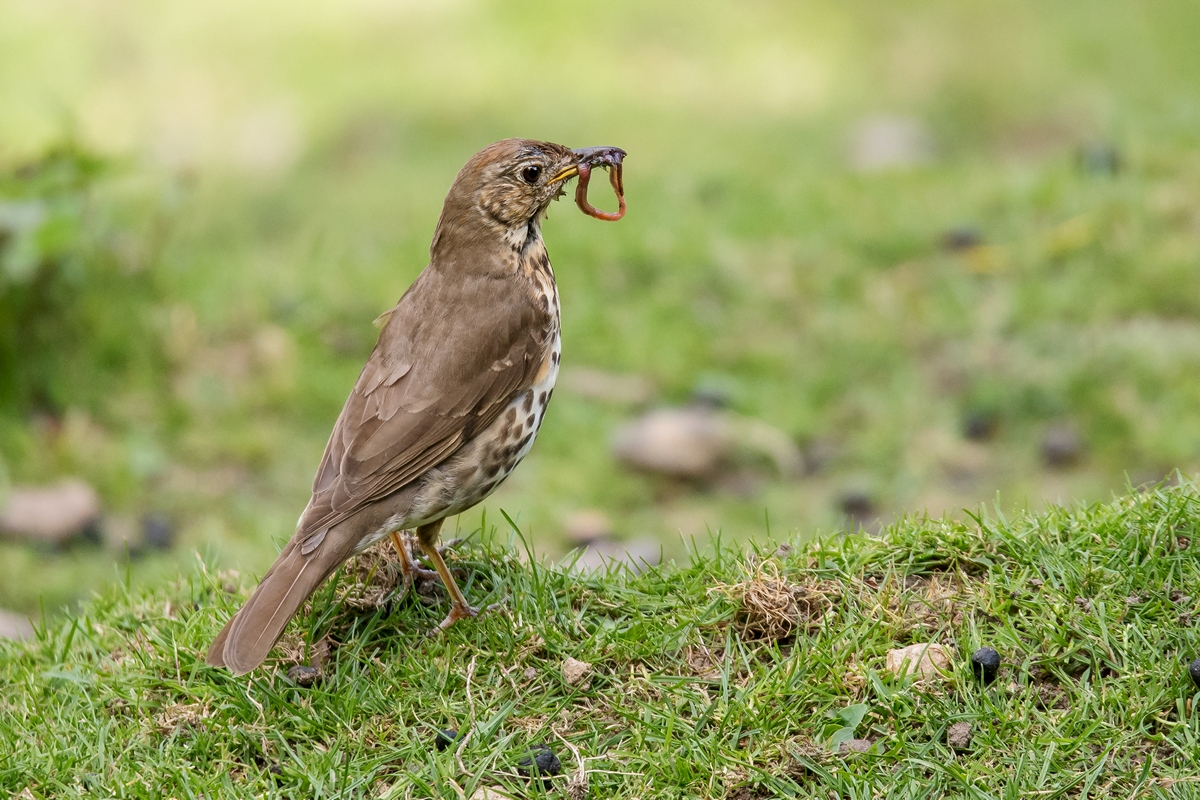 D50_4216_Singdrossel mit Regenwurm IA_7_2019.jpg