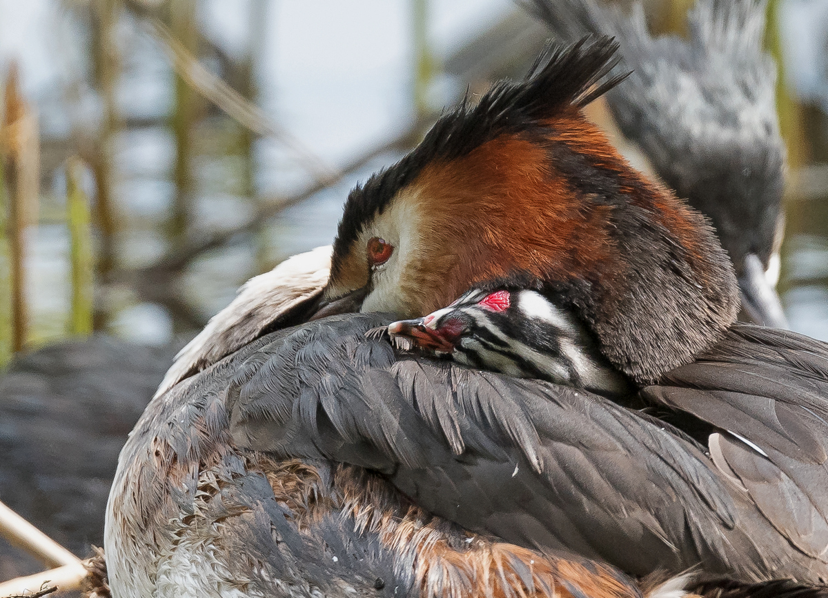 D50_4235_gemeinsame Siesta_IA_6_2021.jpg