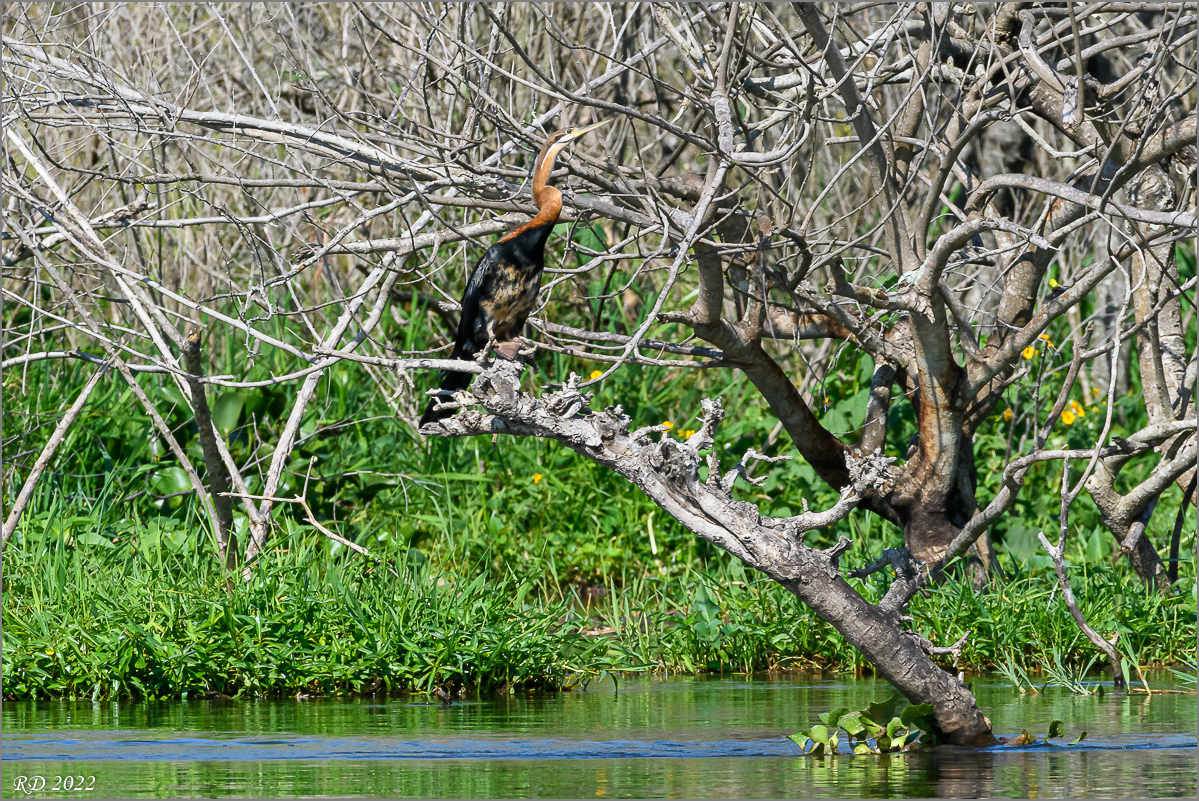 D50_4375.jpg