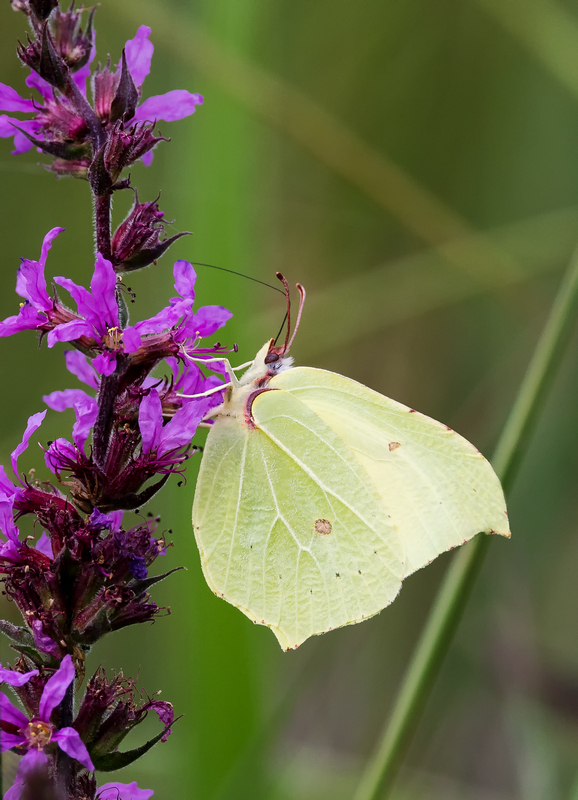 D50_4989_Zitronenfalter_IA_8_2021.jpg