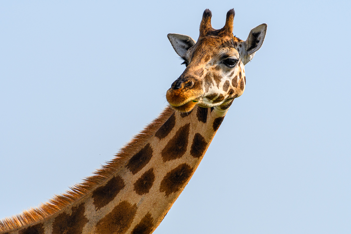 D50_5108.jpg