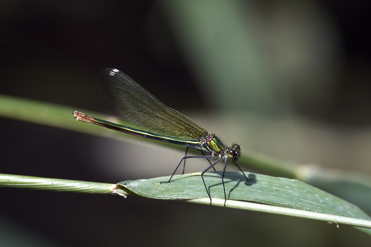 D50_6049 1.jpg