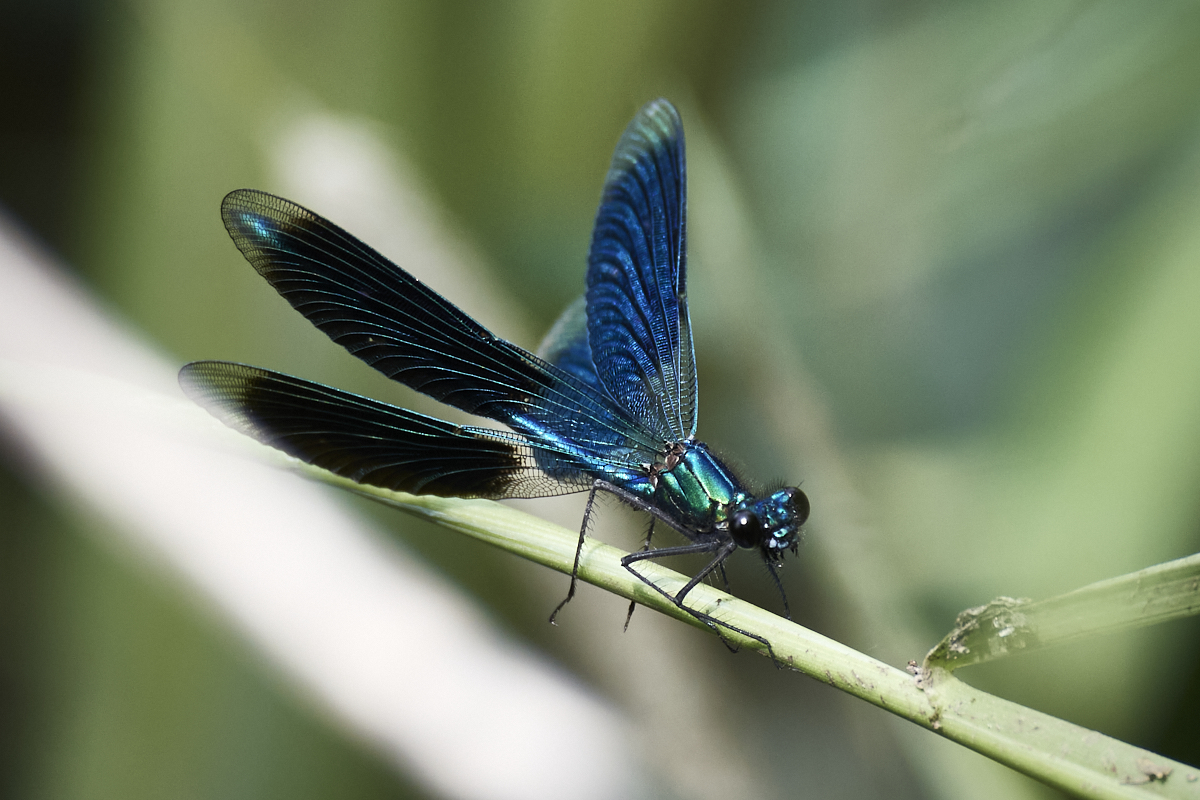 D50_6202 1.jpg