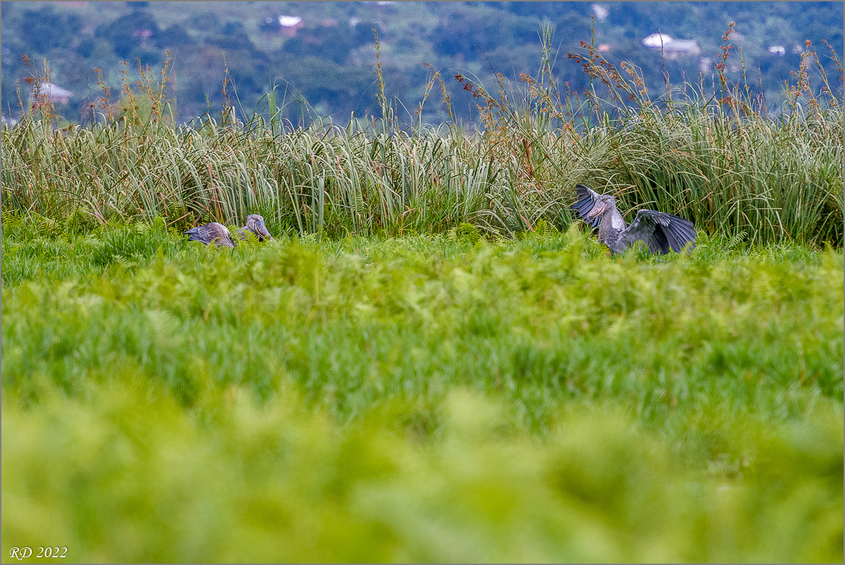 D50_6372-Bearbeitet.jpg