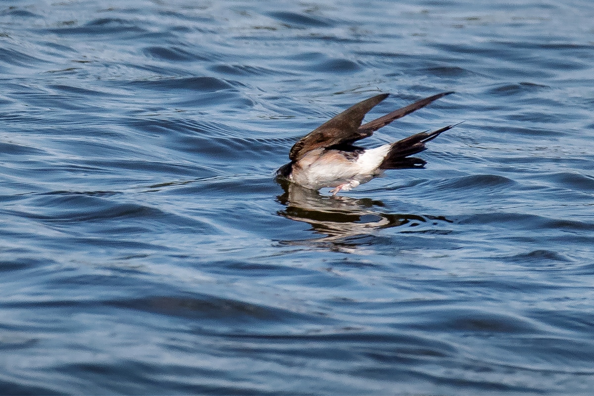 D50_6973_Köpchen in das Wasser _IA_CP weich_7_2019.jpg