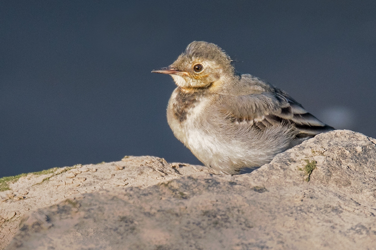 D50_7302junge Bachstelze IA_7_2019.jpg