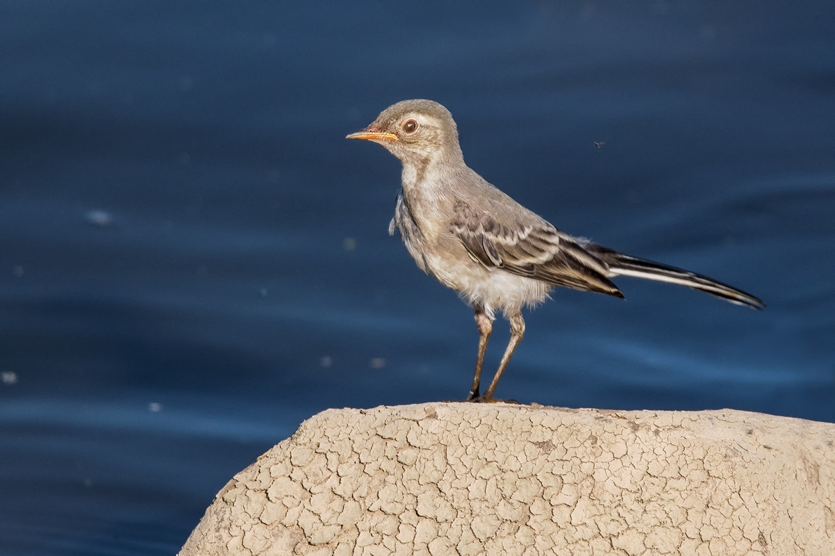 D50_7307_Bachstelze_Jungvogel_Elbe IA_7_2019.jpg