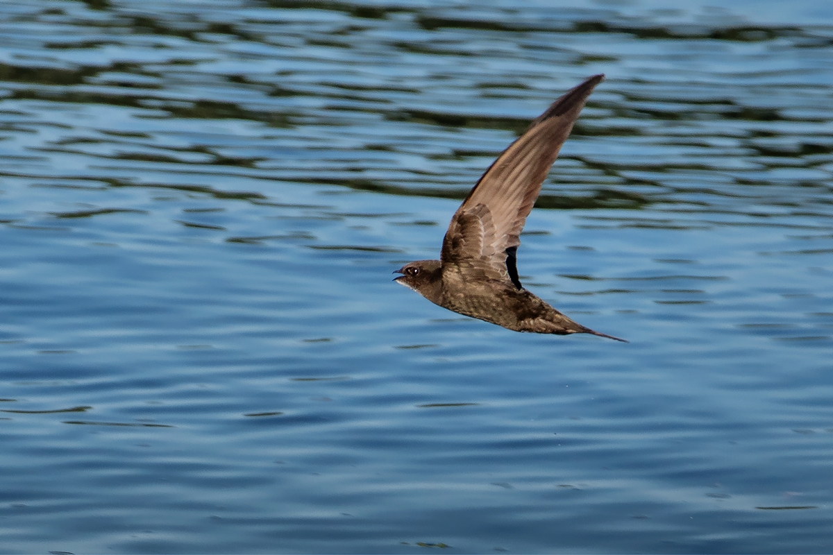 D50_7318_Mauersegler II_CP weich IA__7_2019.jpg