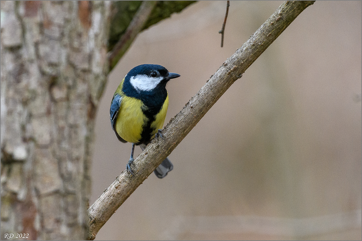 D50_7603.jpg