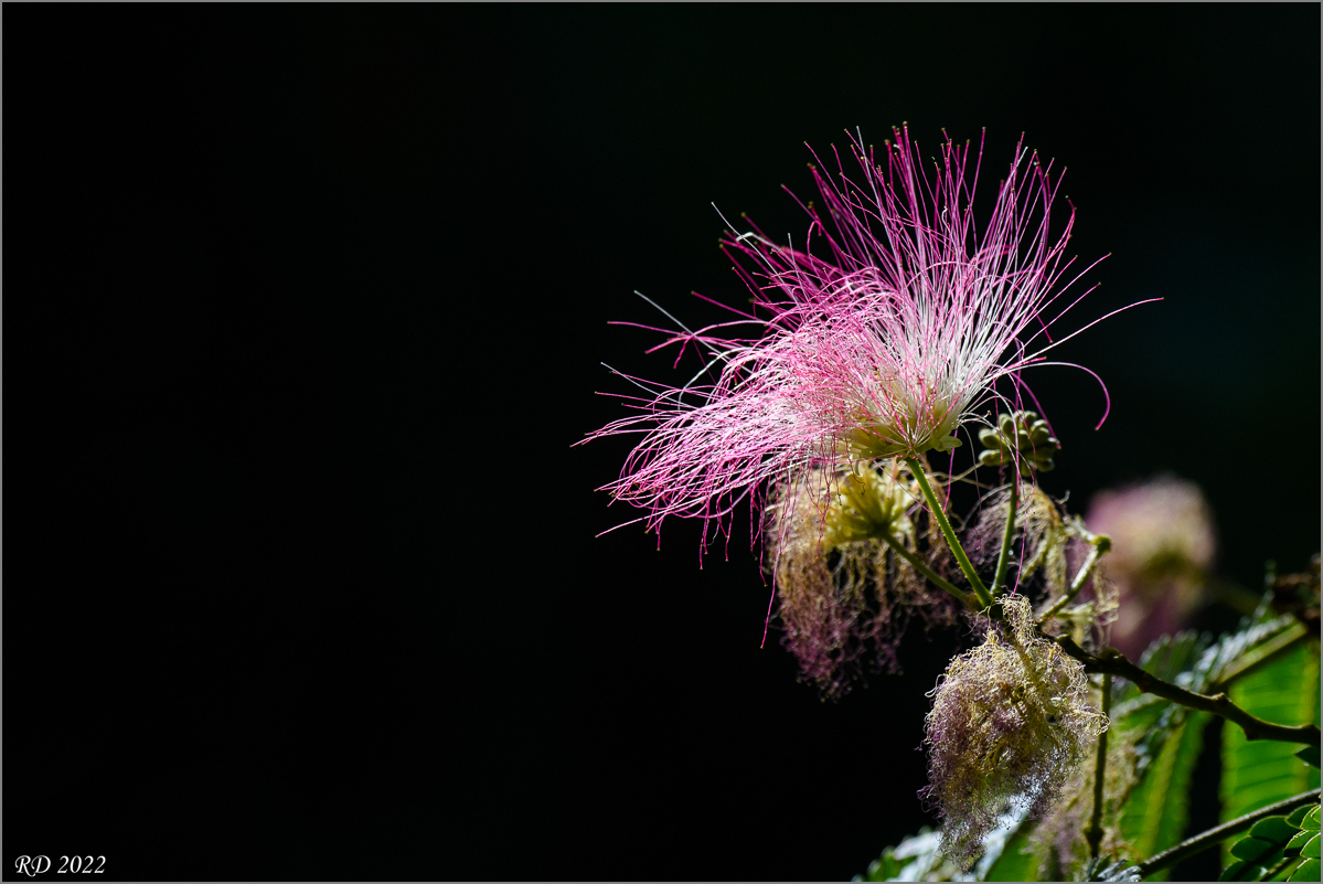 D50_8451.jpg