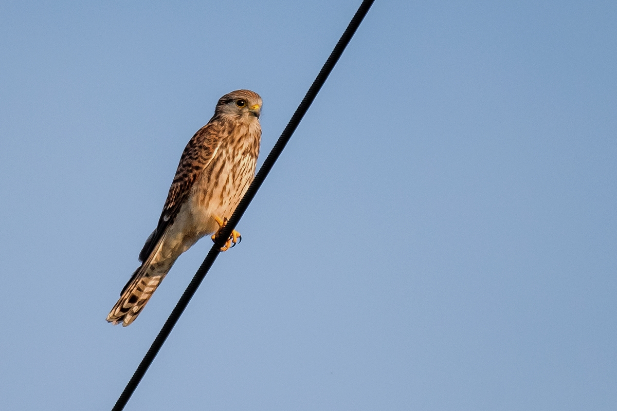 D50_8750_Turmfalke auf StromleitungIA_8_2019.jpg