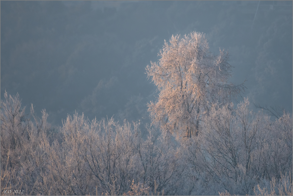 D50_8765-Bearbeitet.jpg