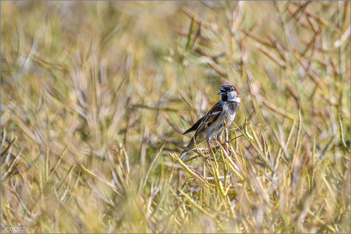 D50_8812-Bearbeitet.jpg