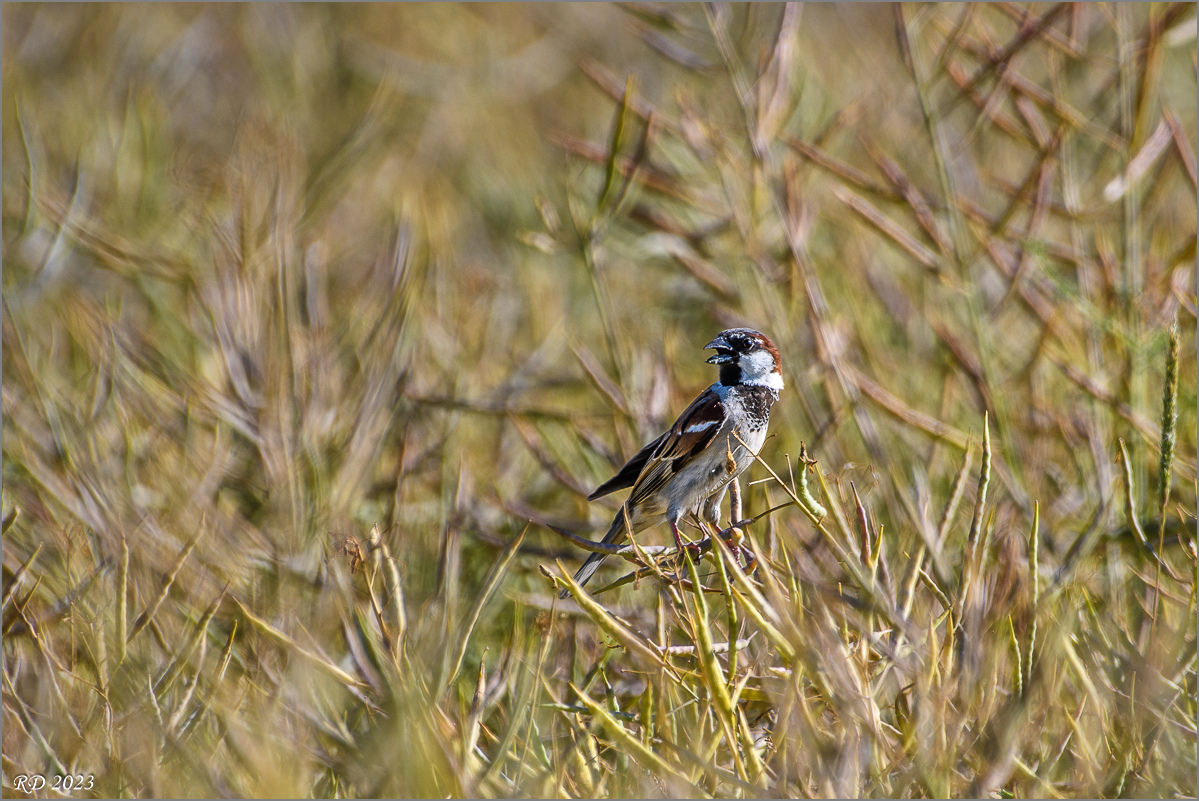 D50_8812.jpg