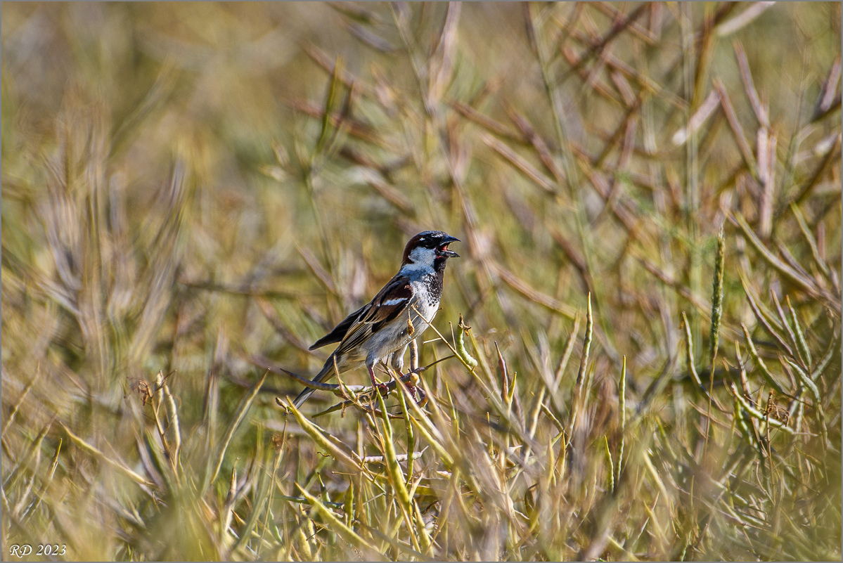 D50_8813.jpg
