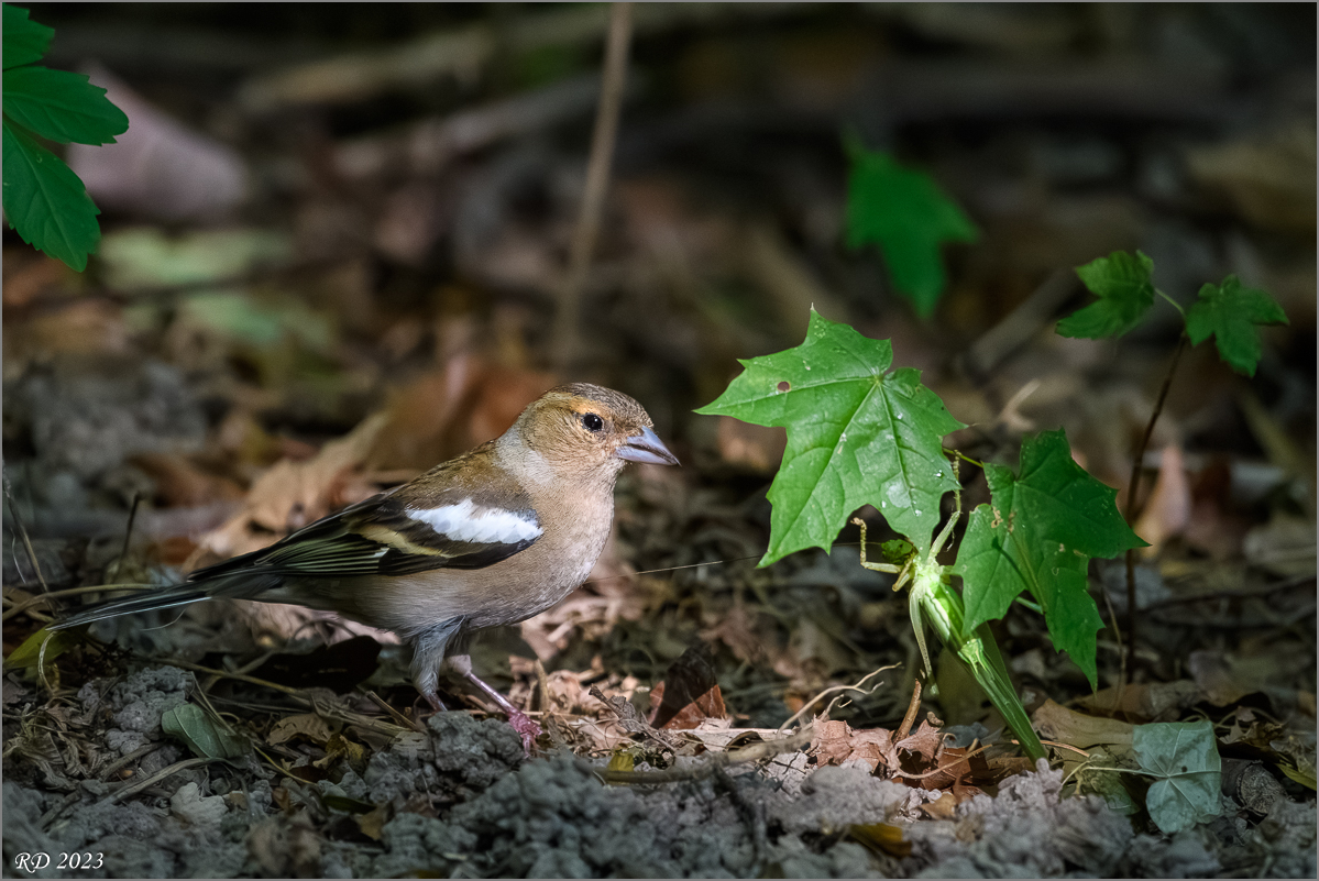 D50_8840-Verbessert-RR.jpg