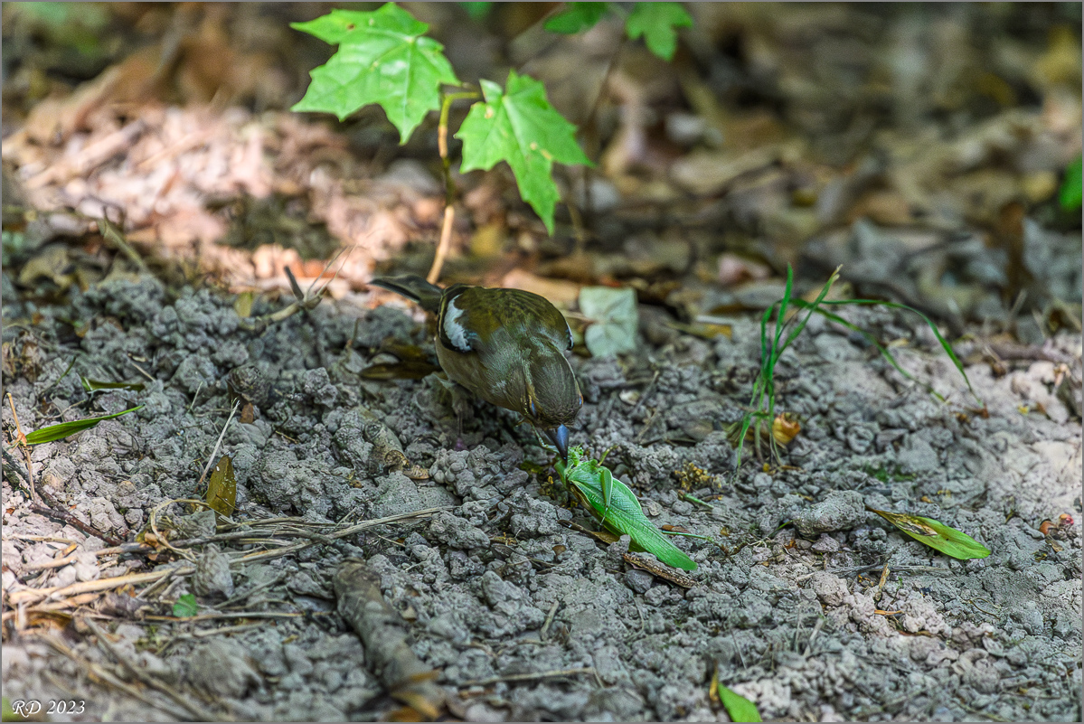 D50_8862-Verbessert-RR.jpg