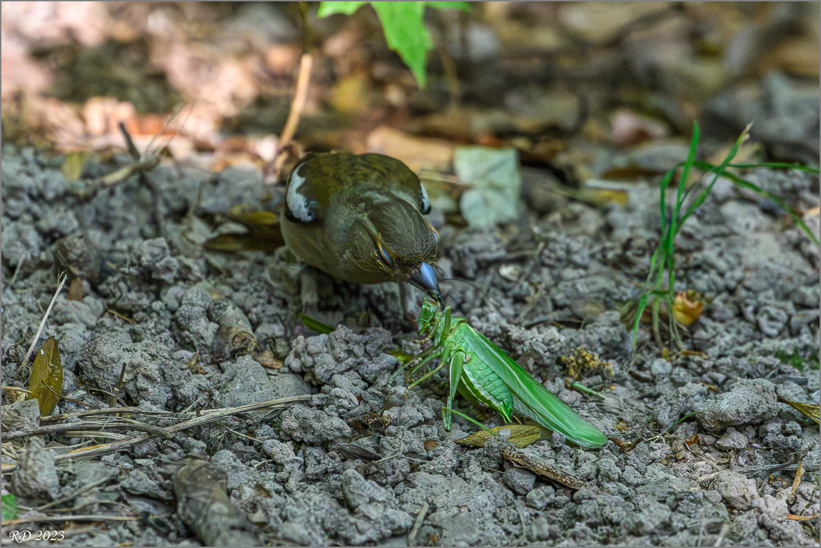 D50_8871-Verbessert-RR.jpg