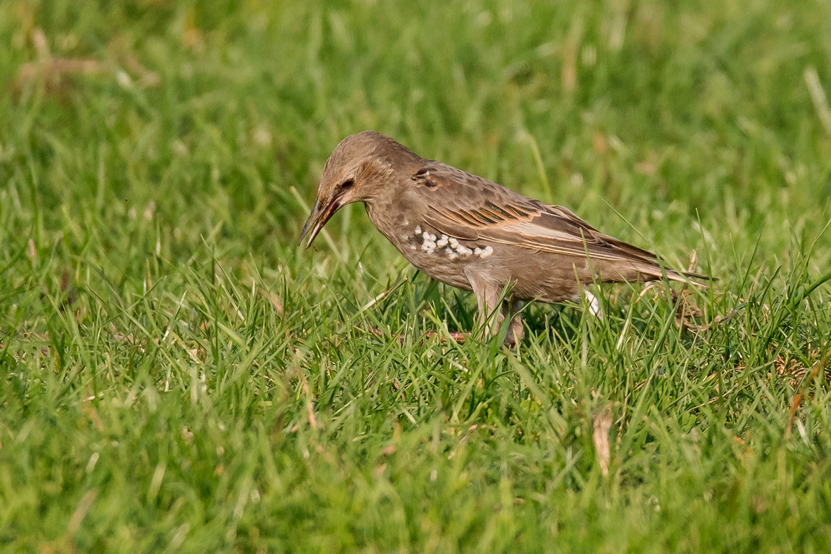 D50_8878_Jungstar auf Futtersuche IA_8_2019.jpg