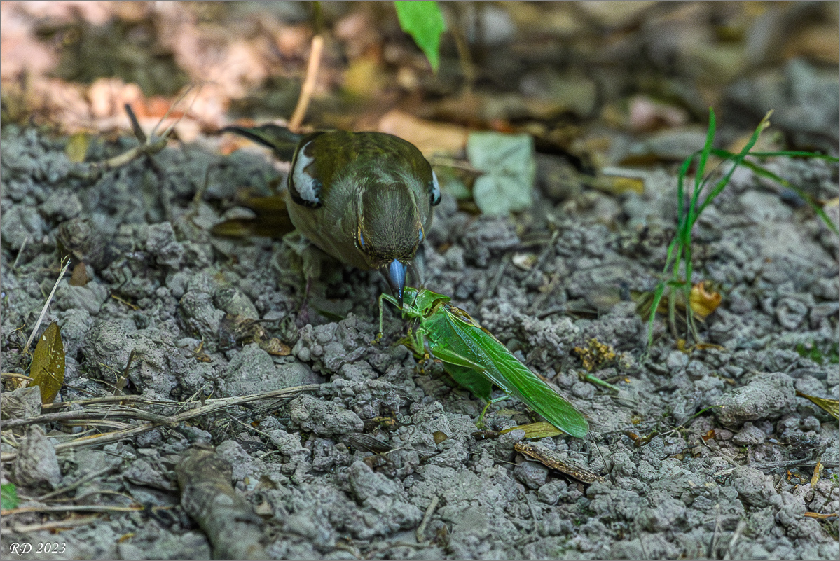 D50_8885-Verbessert-RR.jpg
