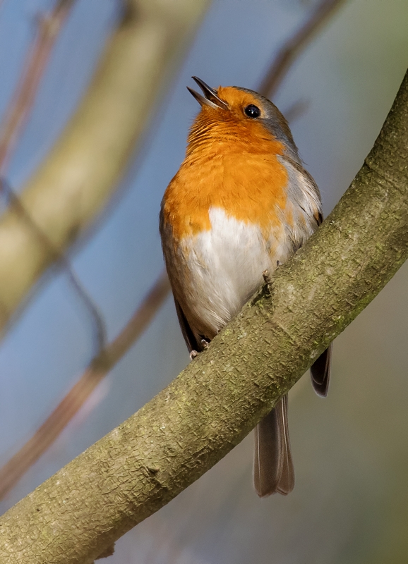 D50_8895_Rotkehlchen trrällertIIA_2_2019.jpg