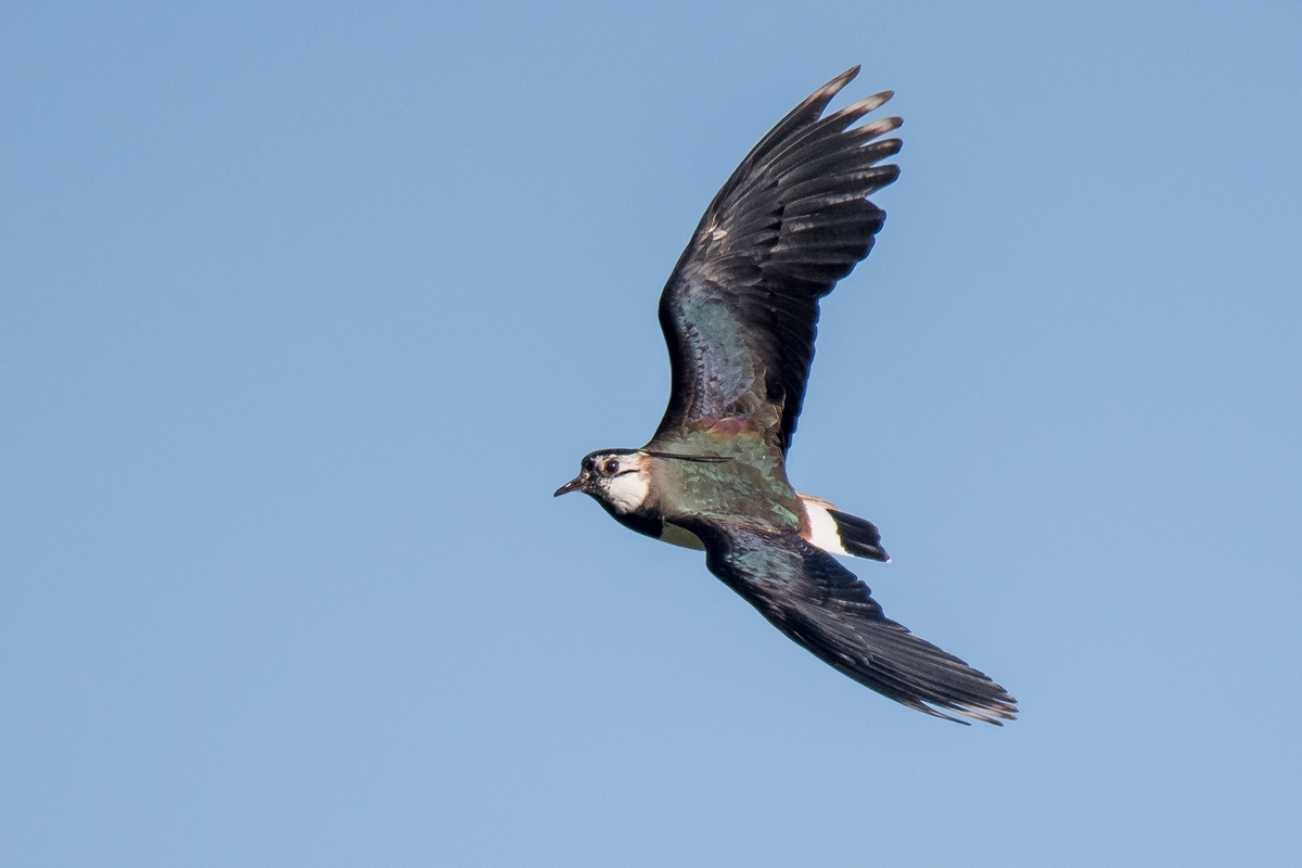 D50_9633_schillernder Kiebitz IIA_4_2019.jpg