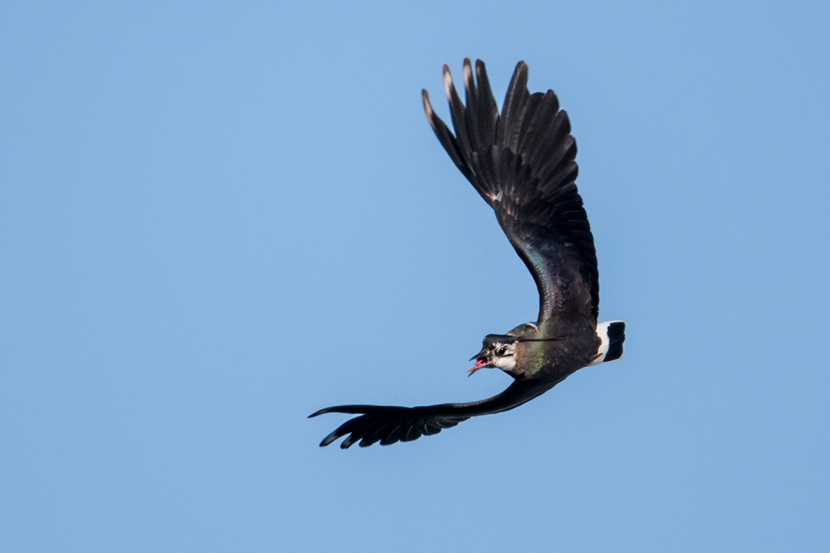 D50_9658_Akrobatische Flugeinlage IA_4_2019.jpg