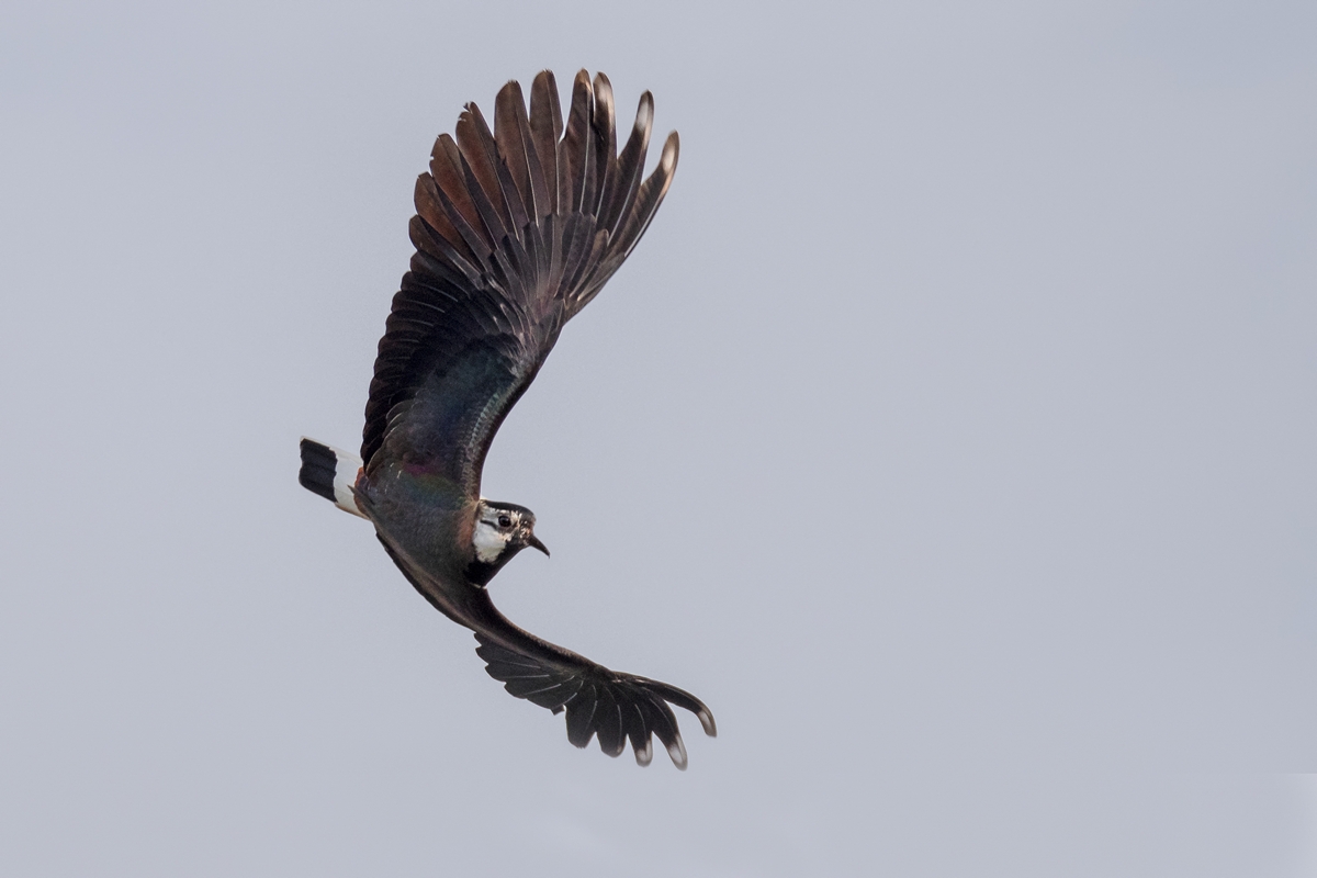 D50_9859_Kiebitz zeigt Flugkünste IA_4_2019.jpg
