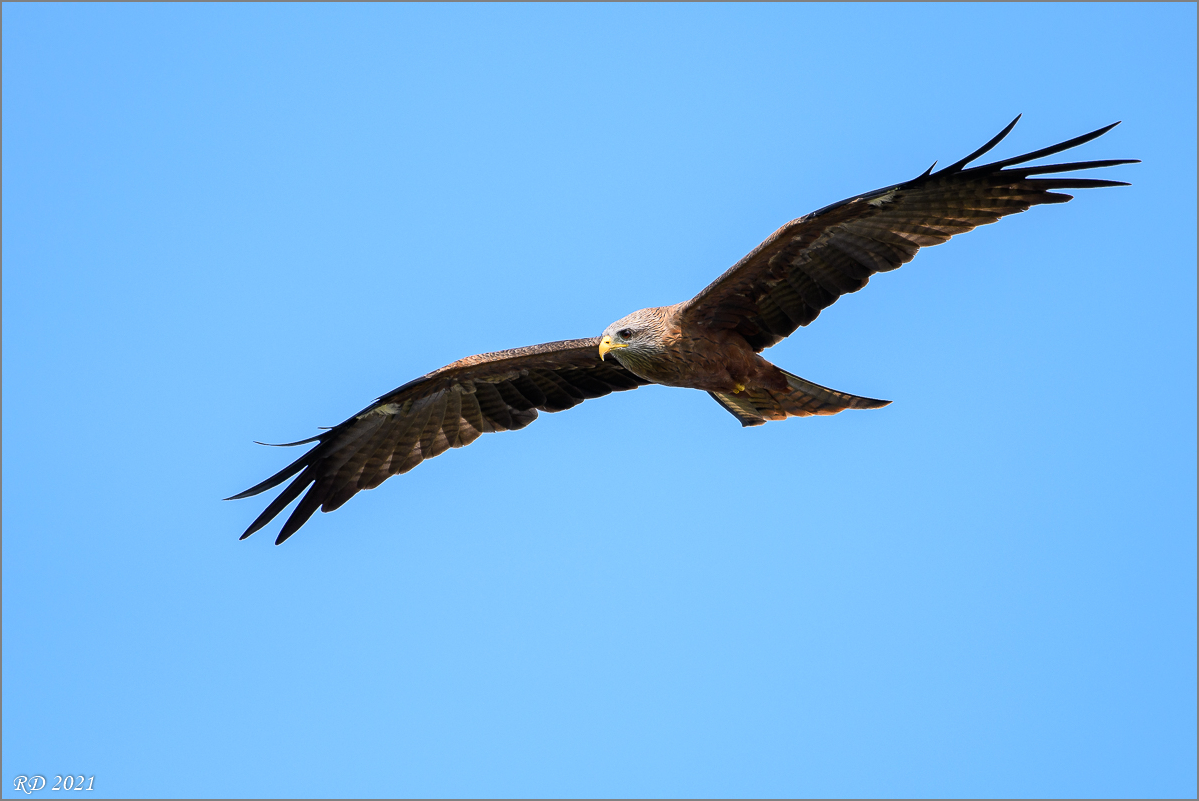 D50_9905.jpg