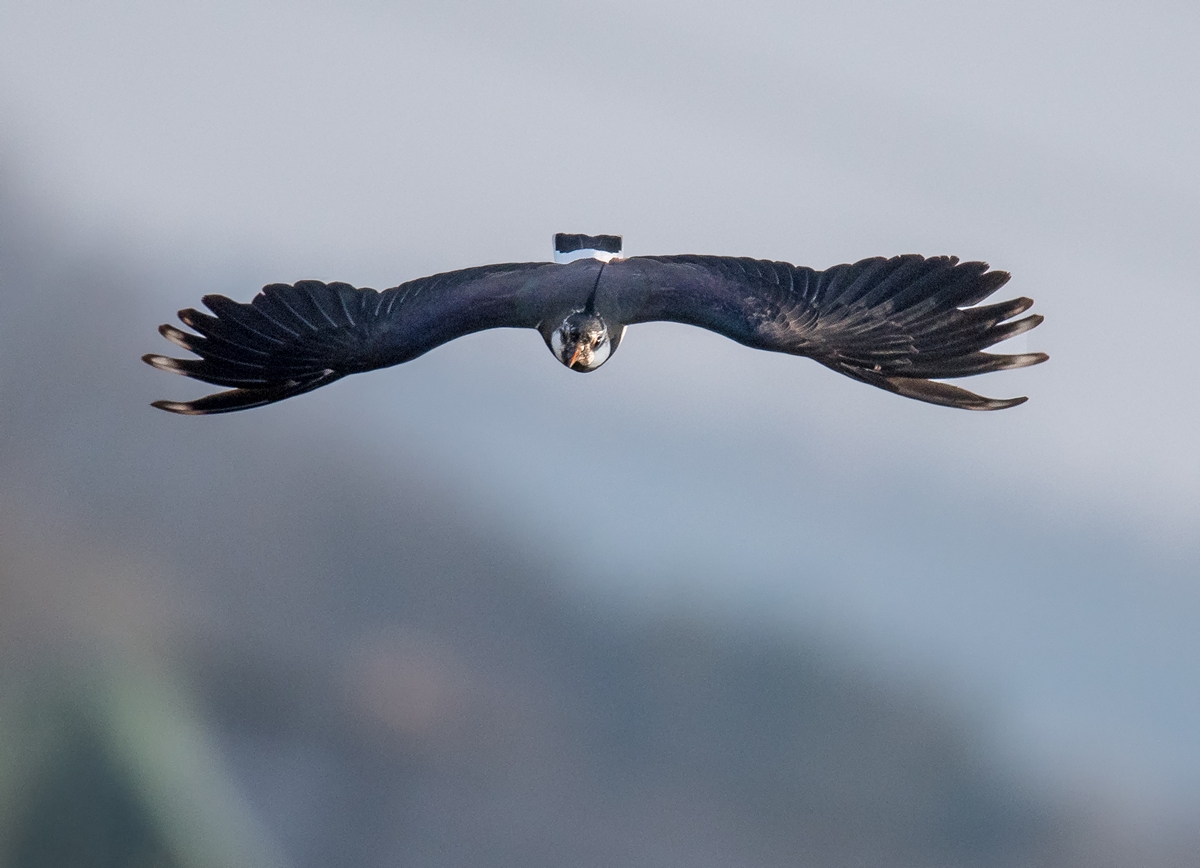 D50_9914_direktanflug IA_4_2019.jpg