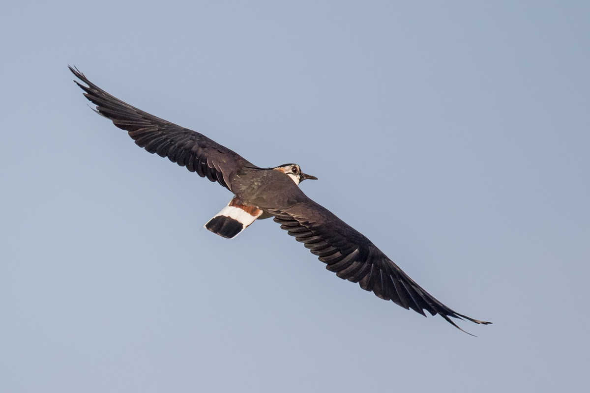 D50_9916_ein schöner Rücken IA_4_2019.jpg