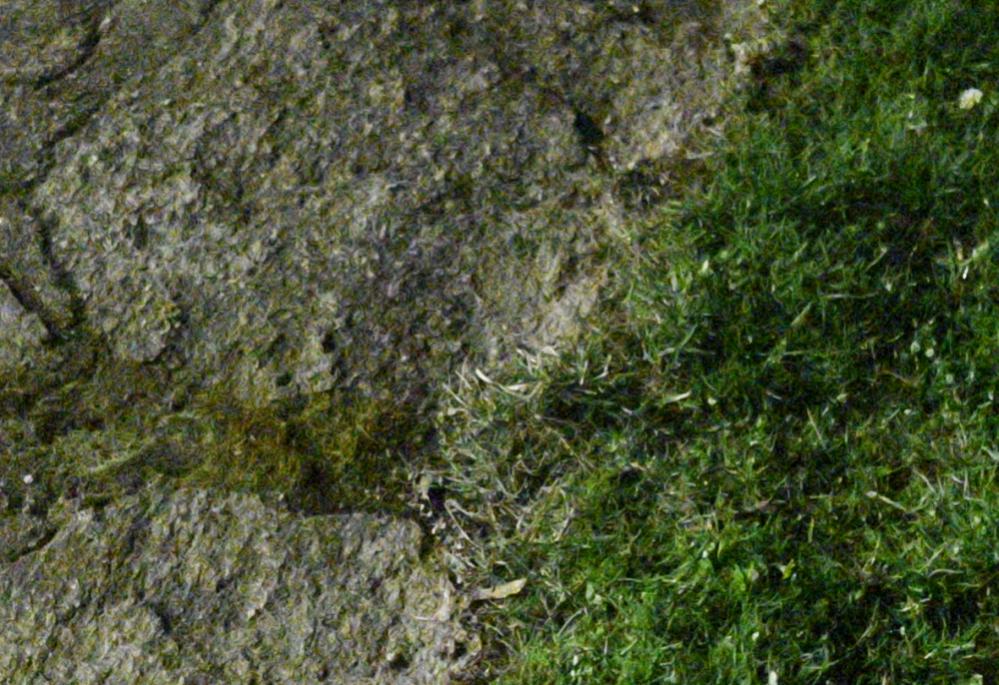 D5D0313 crop