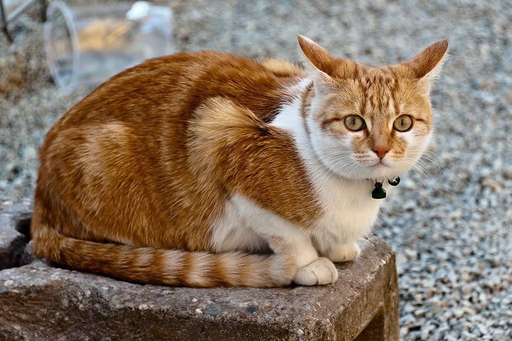 D700, 200mm, Offenblende