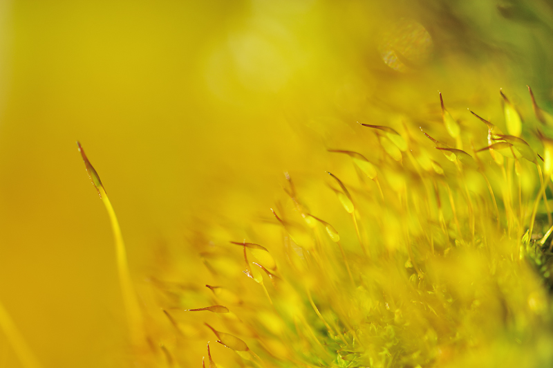 D700, Micro Nikkor AF-S 105/2.8, f 4.8, 1/640 s