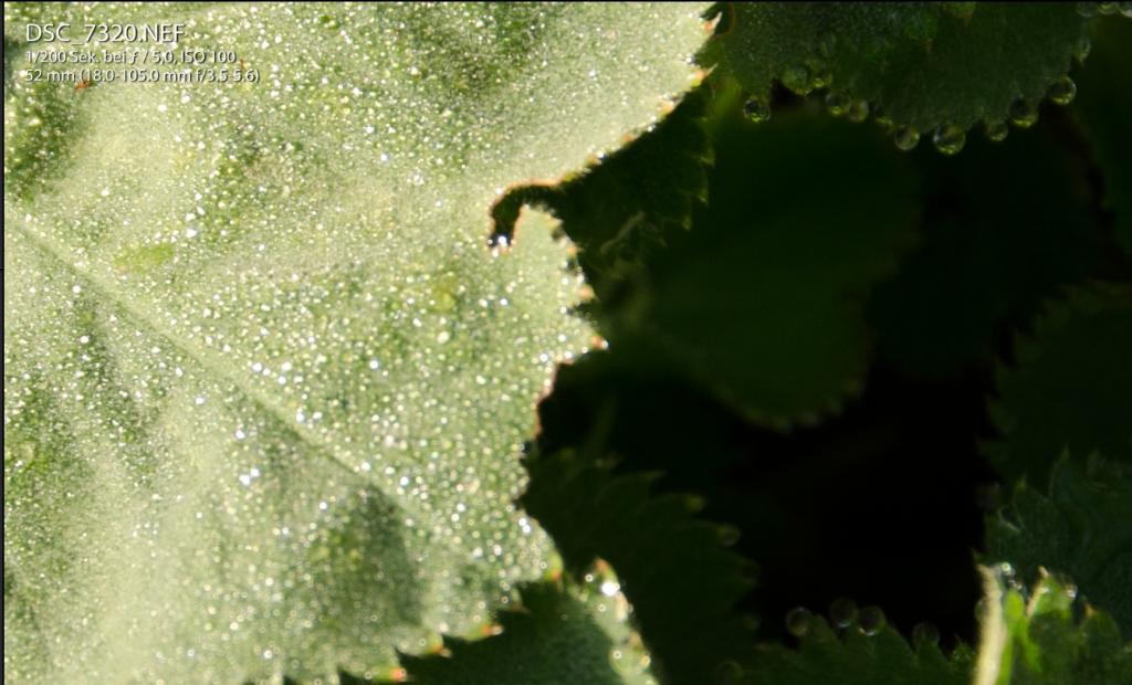 d7000 crop1