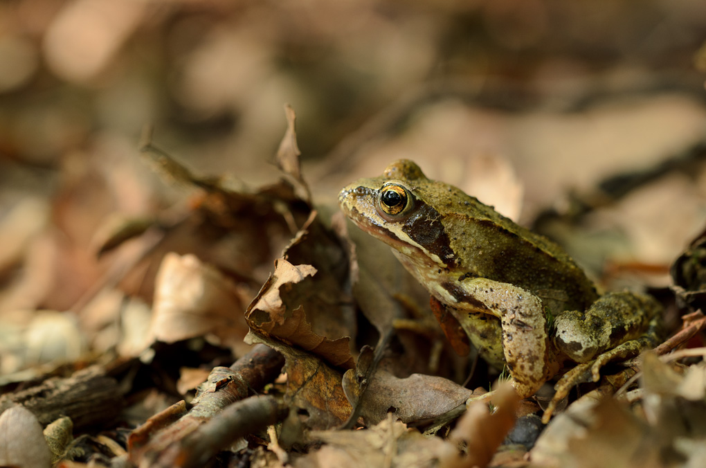 D7000 + Sigma 150mm Makro HSM IF  (ohne OS)