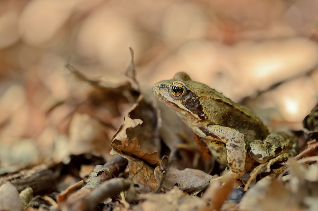 D7000 + Sigma 150mm Makro HSM IF (ohne OS)