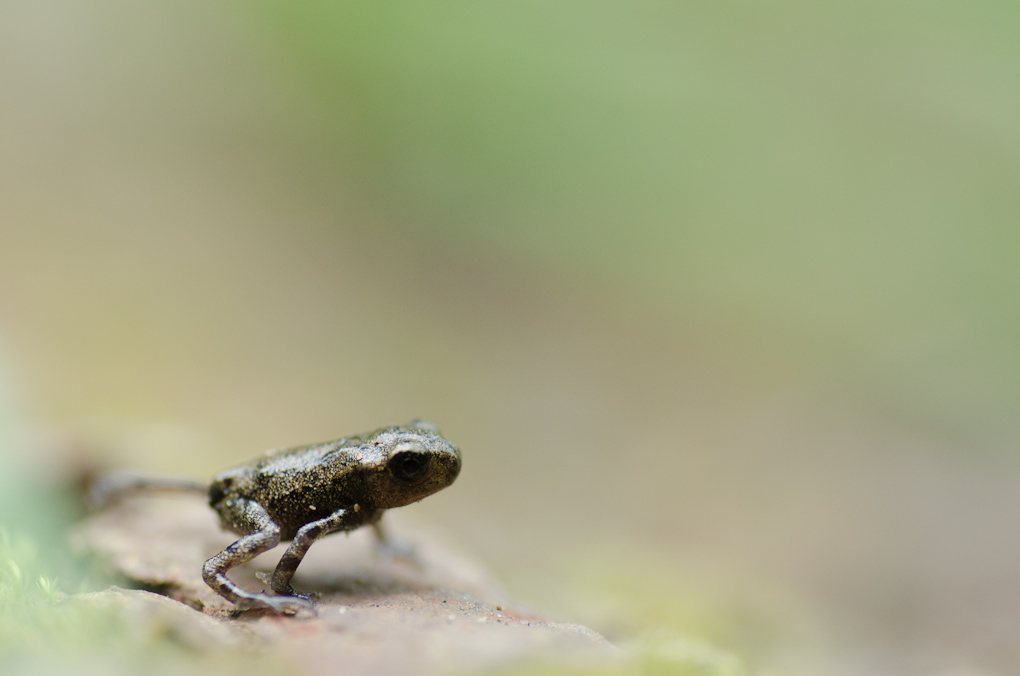 D7000 + Tamron 90mm