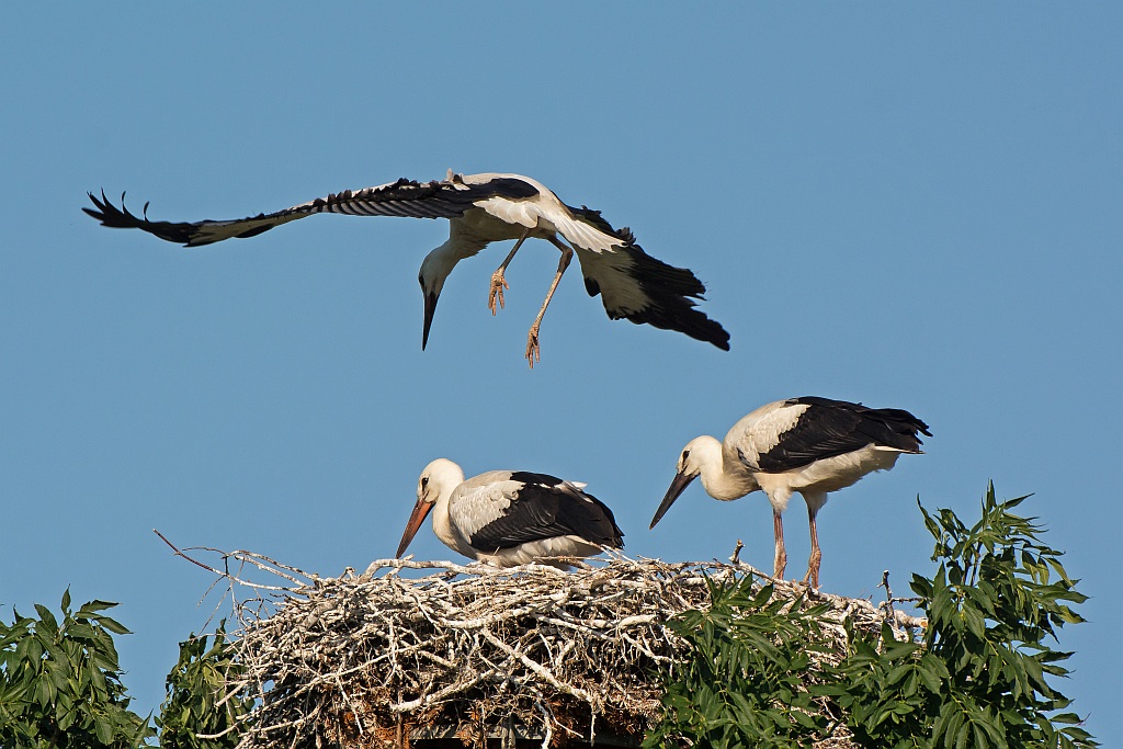 D71 0245 Storch Flugversuch II