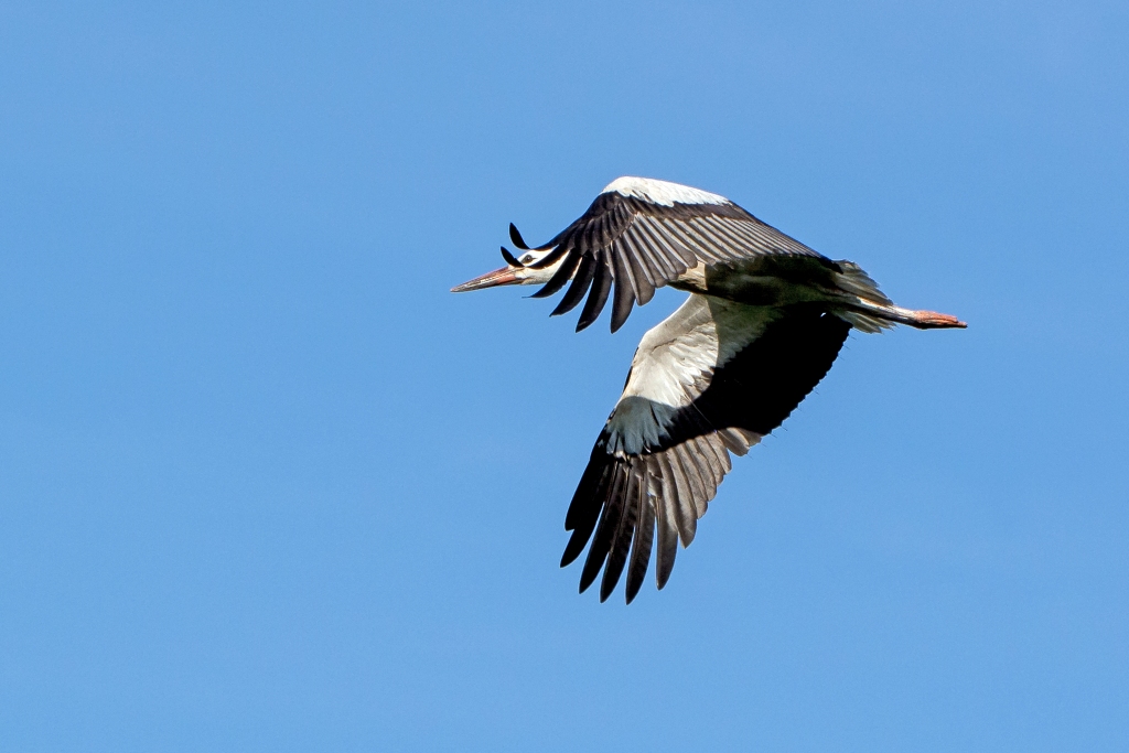 D71 0319 Storchenflug I