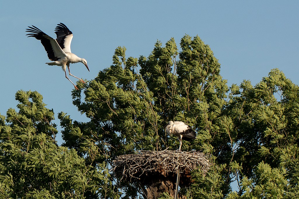 D71 0340 Landeanflug zumHorst I